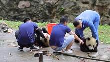 两只活泼好动的熊猫宝宝一登场，3个奶爸都招架不住：我们太难了