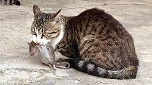 邻居家的猫抓了只老鼠，竟然叼来向我家猫炫耀，杀猫诛心啊！