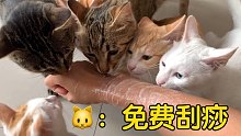 女主人为了10只猫都能吃到猫条，决定牺牲自己！