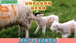 搞笑：大型坑娃現(xiàn)場，動物們有這些不靠譜的爹媽真是倒霉啊！