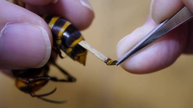黄蜂拔出体内寄生虫喂角蛙 这种寄生虫是捻翅虫 虎牙视频 黄蜂拔出体内寄生虫喂角蛙 这种寄生虫是捻翅虫 虎牙视频