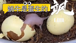 见证蜗牛生蛋！孵化破壳！原来原来蜗牛是卵生的！