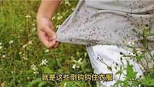 鬼针草为啥爱扎衣服，放大500倍看到一幕，终于明白了