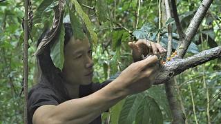 原始丛林人-6个月的丛林生存，第144集-独特而惊人的效果陷阱，荒野独行，荒野求生，野外生存