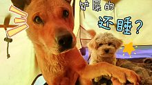 和狗狗睡帐篷里，每天都被狗狗独特的方式叫醒