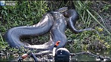 这14种生物要是还在世上，人类早就完蛋了！