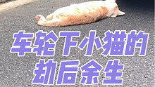 车轮下小猫的劫后余生