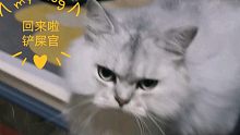 每天下班回家都看到我家猫咪不爽的迎宾(ಡωಡ)hiahiahia