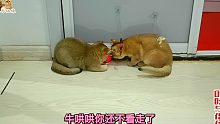 胖公猫来东北新家打算养老，却仍被新主人要求带小奶猫，命真苦啊