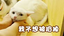是什么原因让救助人狠心把所有猫咪逐出家门？甚至想要选择安乐..