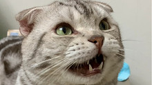 不在家的几天，我的猫竟然这样过的……