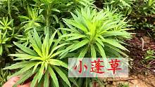 小蓬草还能吃？好多人不知道它的价值，农村老奶奶教你正确做法