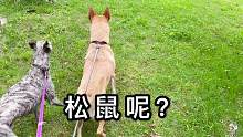 田园犬记忆力真的好，这次守在这里等松鼠出来，可人家不算老鼠啊
