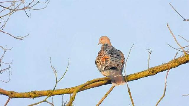 難得一見樹上四隻虎紋斑鳩,又飛來兩隻珠頸斑鳩,把它們嚇跑了