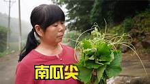 又到了吃南瓜尖的季节，老妈用湖北传统方法制作，还是儿时的味道