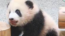 奶爸抱着熊猫宝宝出场，小不点儿努力完成卖萌任务，可爱得不得了