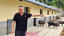北漂17年返乡创业，投入200万养500头跑山猪，老板对市场充满信心