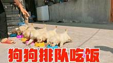 奶奶给狗狗盛好饭，让小狗崽排队吃，结果场面尴尬饭盆都被叼走了