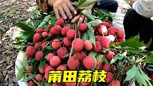 莆田荔枝季，百年老树产的果子就是好吃，阿敏一口气买了一船！