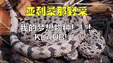 【野采】最毒蝰蛇就这？UP主上山搬砖终于圆梦！！！