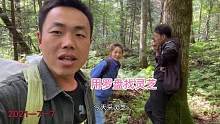 张伟拿罗盘采灵芝，结果遇到一个大块灵芝，也不知道是谁的窝子！