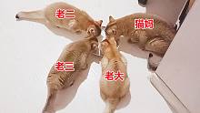 为让小猫多喝一口羊奶，猫妈不忍喝，听说今天加袋奶它才凑过来喝