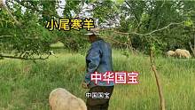 说起羊来如数家珍，放羊大爷对小尾寒羊情有独钟，充满民族自豪感