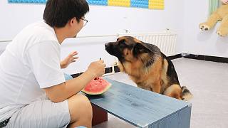 我就沒見過這么嬌氣的邊牧