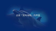 这是海洋动物的声音，你听过吗？