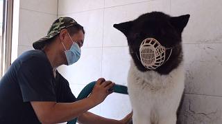 【大秋田發(fā)飆】太驚險！大秋田被吹風機惹怒了突然猛咬一口！