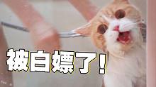 说到做到，挑战给全网最暴躁小猫洗澡！