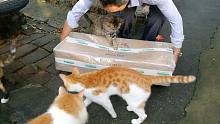 【捡猫】记录第九百七十二天，曹霸道又寄来了三大箱礼物！