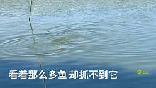 大鱼出水面喘气，小何拉5张渔网下去围住它，最后惊喜变失望