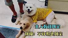 金毛阿宝随地尿尿挨主人教训，狗狗来福拼命护着阿宝，暖哭了