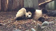 熊猫淼淼被熊孩子百般折腾，仍不忘当吃货，好可爱的熊猫妈妈