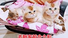 漂亮小猫去新家前睡最后一觉，拍最后一次合影，直到含泪送你离去