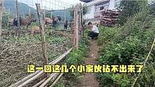 小伙发现一只小羊，从铁丝网整了个洞爬出来然后回家拿铁丝堵上