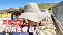 带着拉布拉多自驾青藏高原，无人区狗狗生病，咳嗽干呕真愁人