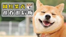 柴犬是网红狗，但谁养谁后悔