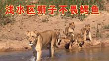 坎布拉母狮无视鳄鱼的存在，带着她的五只幼崽过河