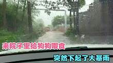 今天刚给狗狗喂完食 突然下起了大暴雨 还好狗狗们有个避雨的房子