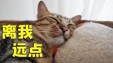 猫咪的禁忌测试，铲屎官：不说了，手疼！