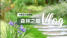 【原创】我的小树林：雨后