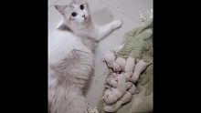 大学生刚下班回家后，发现自家布偶猫竟然生了九只！！！然后。。。