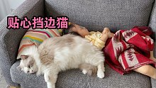 布偶猫贴心为小主人挡床边，竟遭遇鬼压床叫不醒吓坏主人