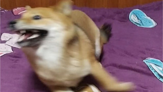三寶的迷惑行為！?。∧銈円?jiàn)過(guò)柴犬爬行閃現(xiàn)嗎？？？
