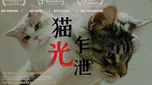 豆瓣评分9.7 《猫光乍泄》不如我们从头来过