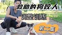 救助狗狗咬人调整训练第二集