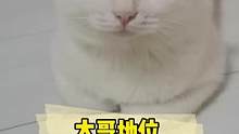 看来想当老大，智商也是一道坎啊#萌宠出道计划 #铲屎官的乐趣 #猫咪的迷惑行为