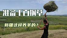 储备冬草，二百羊两千捆？新疆偏远牧区牧民靠这种天然养殖出好肉